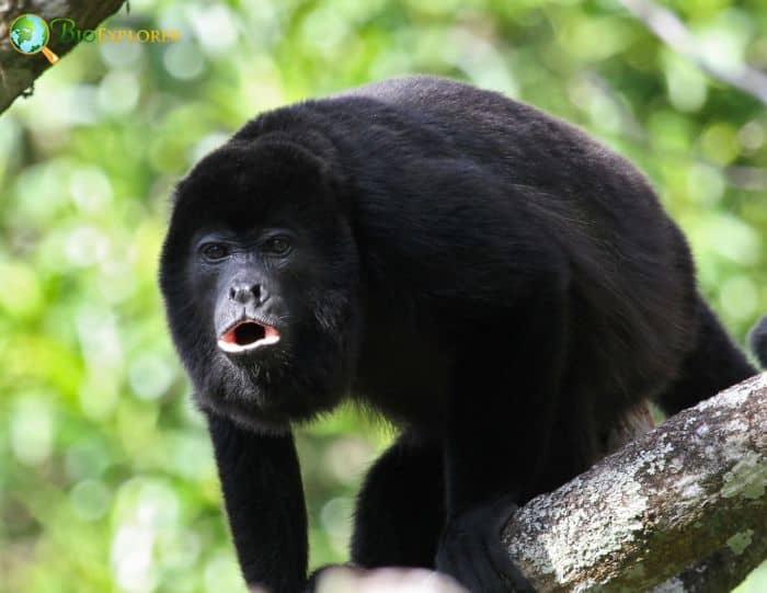 Black Howler Monkey Rainforest Alliance