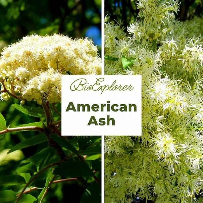American Ash Flower Tree of Life Ash Tree Flowers