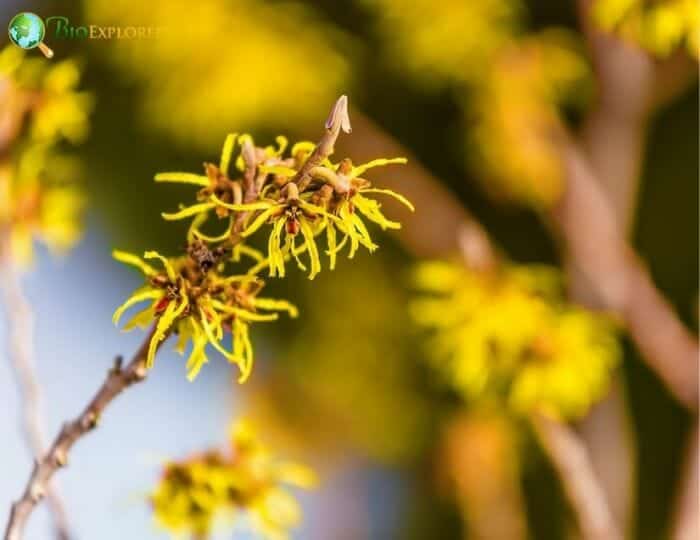 American Witch Hazel Tree American Witch Hazel Tree
