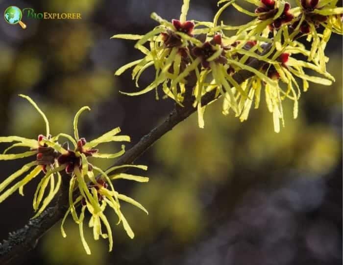 American Witch Hazel American Witch Hazel