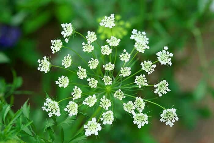 Ammi majus flowers