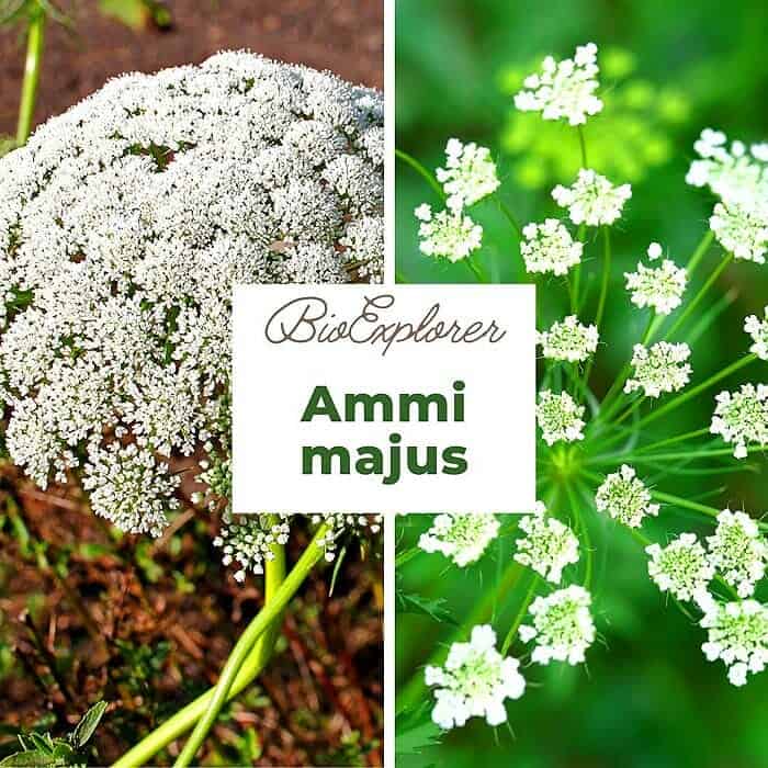 Ammi majus