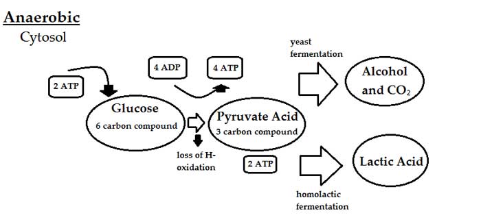 Anaerobic Respiration