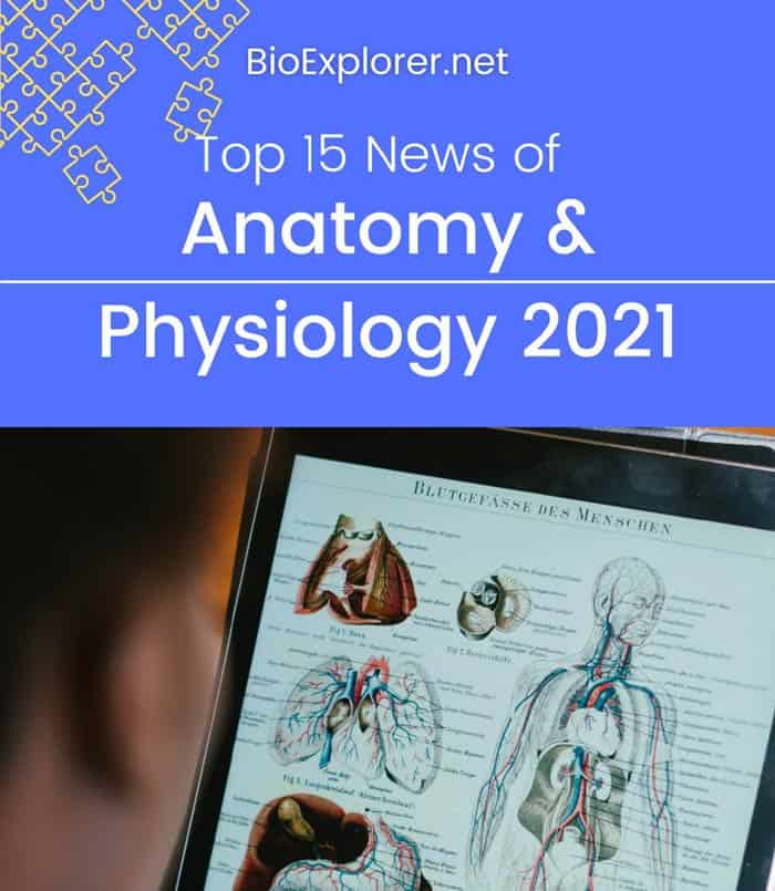 Top 15 Anatomy News of 2021 BioExplorer net