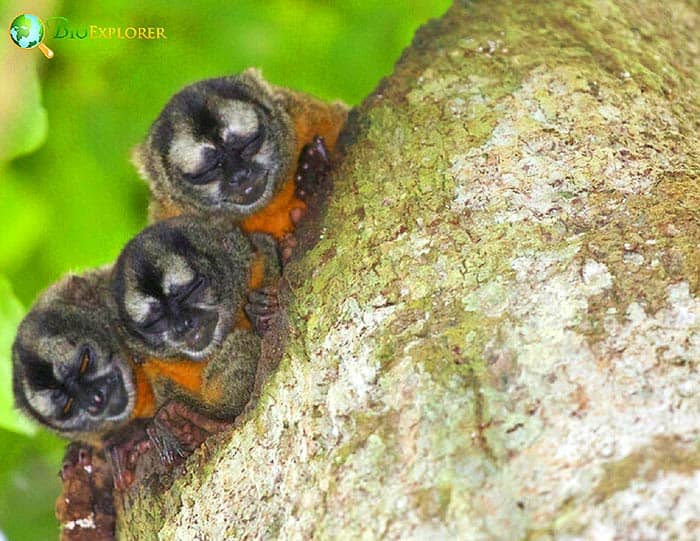 Andean Night Monkey (Aotus miconax) Andean Night Monkey (Aotus miconax)