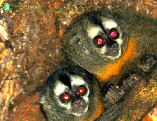 Andean Night Monkey Characteristics | Aotus miconax Facts
