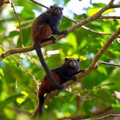 Andean Saddle-back Tamarin Andean Saddle-back Tamarin