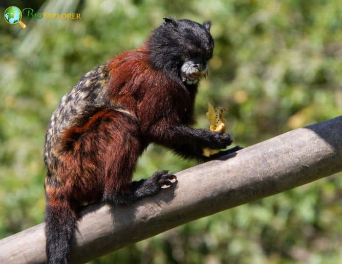 Andean Saddle Back Tamarin