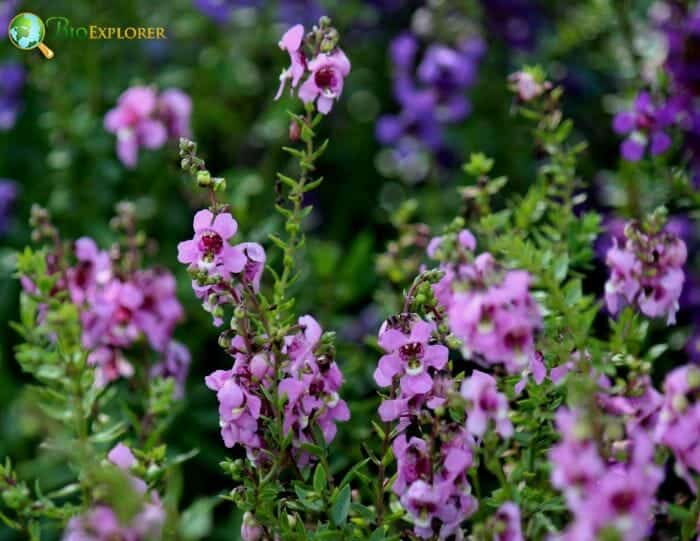 Angelonia Angustifolia