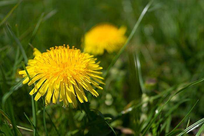 Angiosperm Plants Angiosperm Plants