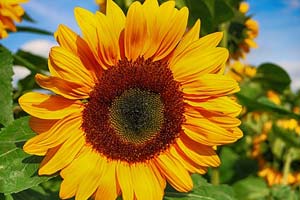 Sunflower Sunflower