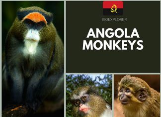 Angola Monkeys