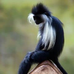 Angola Colobus Angola Colobus