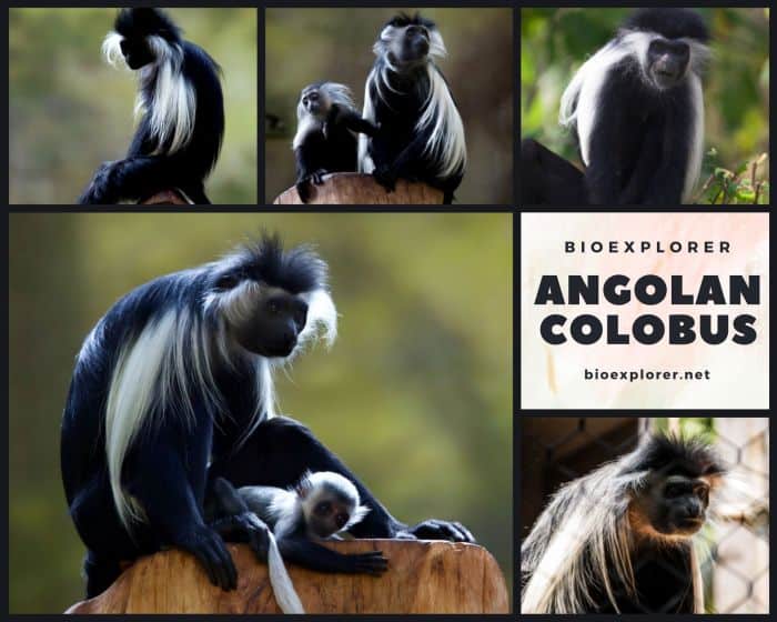 Angolan Colobus