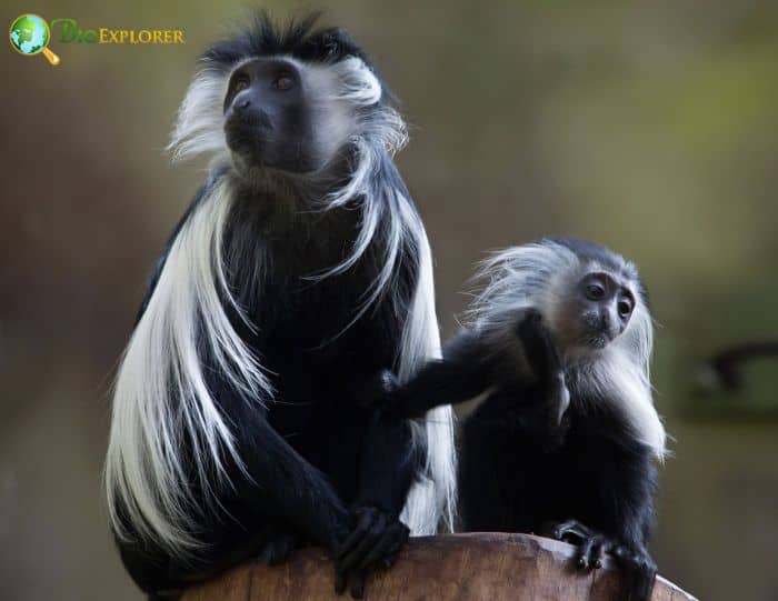 Angolan Colobus Angolan Colobus