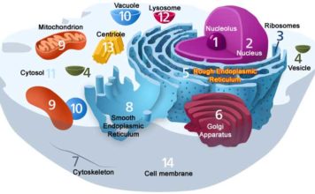 Cellular Organization