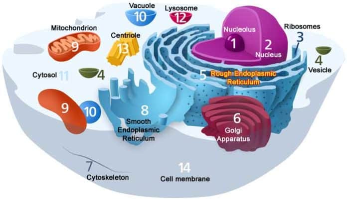 Cellular Organization Cellular Organization