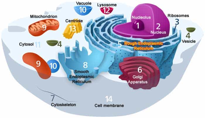 largest cell in plant body