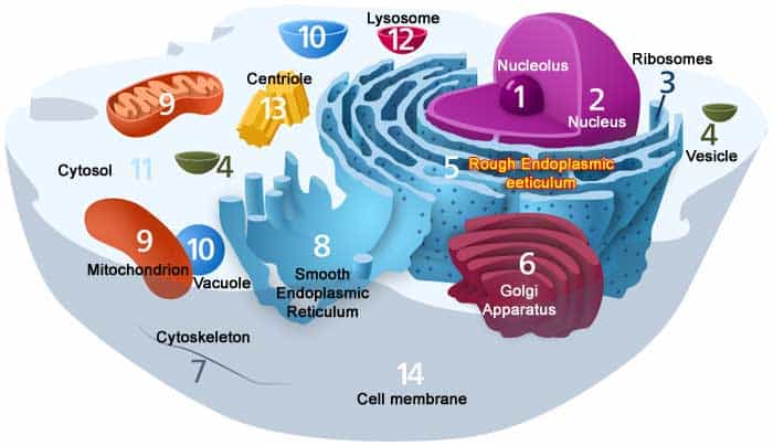 Animal Cell Structure