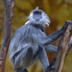 Annamese Langur Annamese Langur