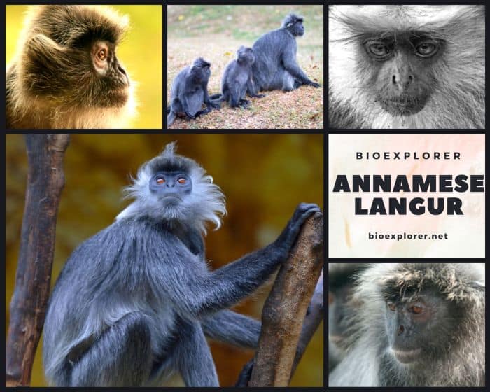 Annamese Silvered Langur