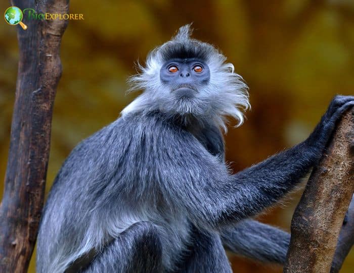 Annamese Silvered Langur Annamese Silvered Langur