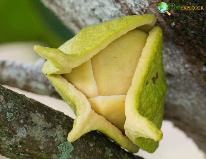 Annonaceae (Soursop Flower To Fruit) Annonaceae (Soursop Flower To Fruit)