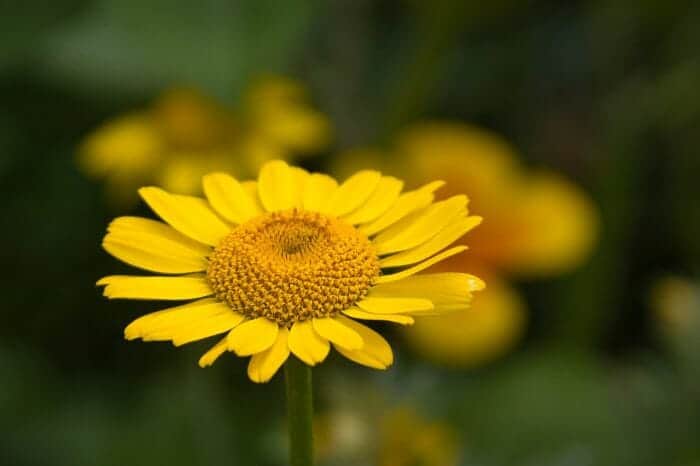 Anthemis Tinctoria