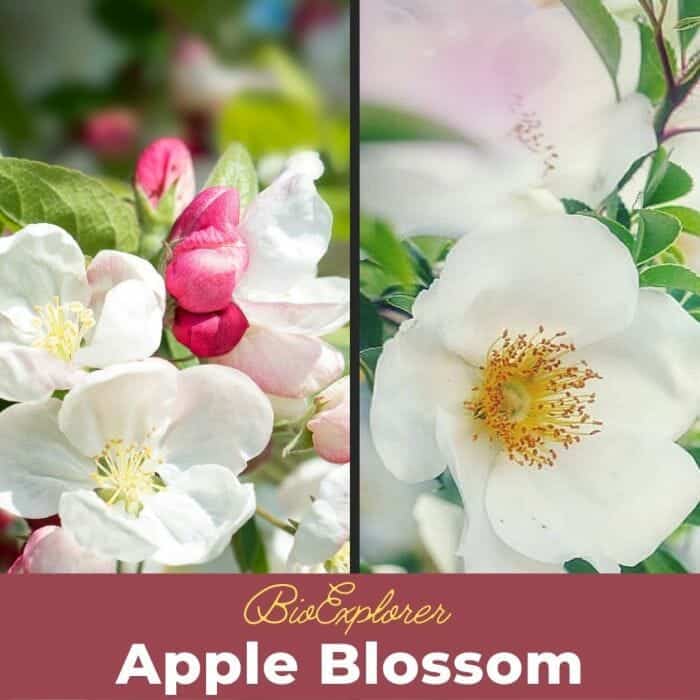 Apple Blossom