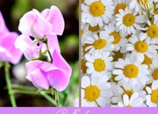 Birth Flowers Birth Month Flowers Symbolism and Meanings