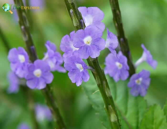 Aquifoliales Flowers and Reproduction Aquifoliales Flowers and Reproduction