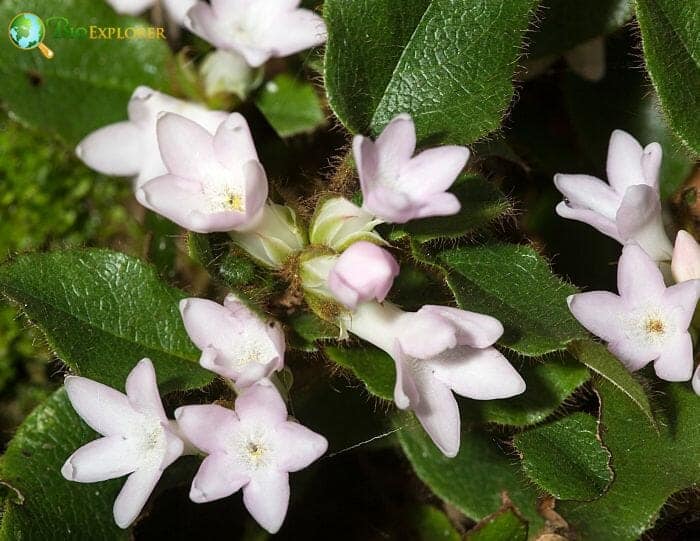 Arbutus Flowers