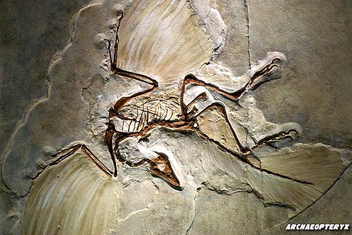 Archaeopteryx Fossils