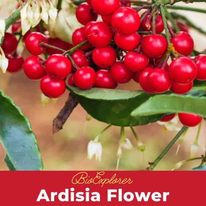 Ardisia Flowers