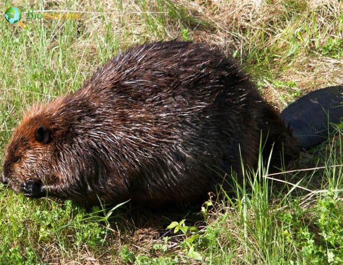 Are Beavers Friendly To Humans?