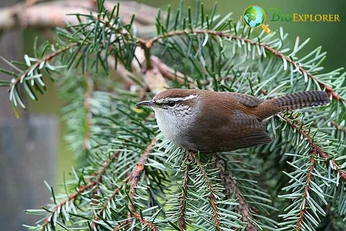 Are All Wrens Strict Insectivores? Are All Wrens Strict Insectivores?