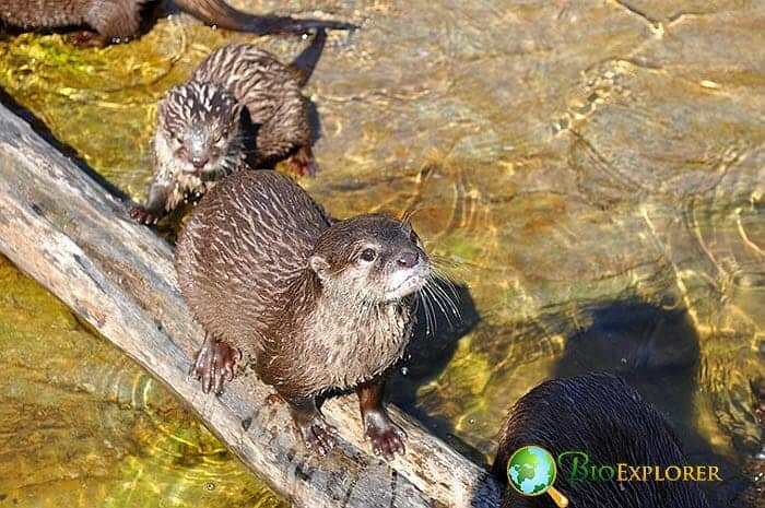 Are Beavers Friendly To Humans?