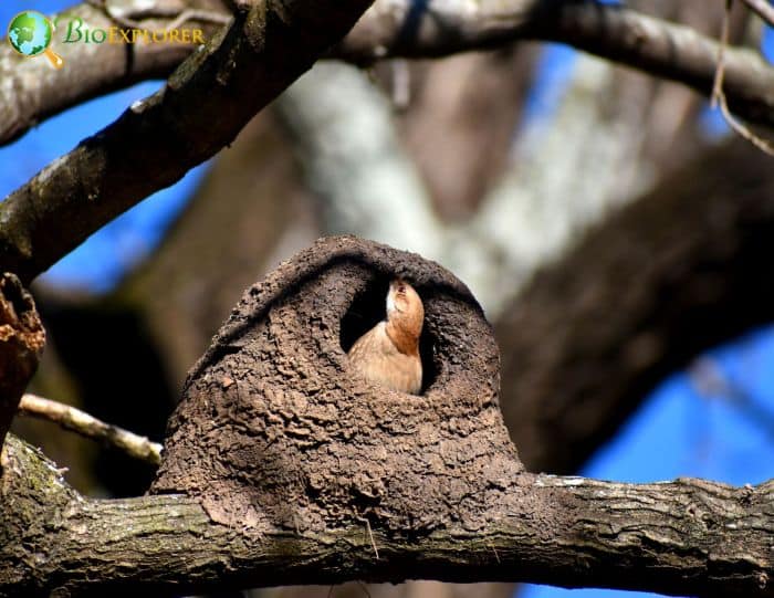 Are rufous hornero aggressive?