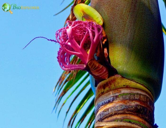 Arecales Species Arecales Species