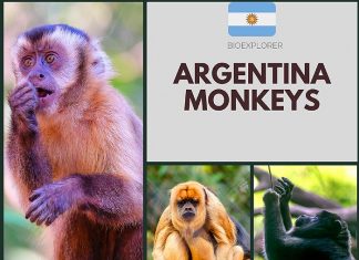 Argentina Monkeys