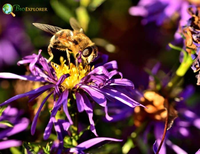 Aromatic Aster Aromatic Aster