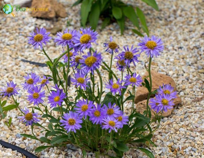 Aromatic Aster Aromatic Aster