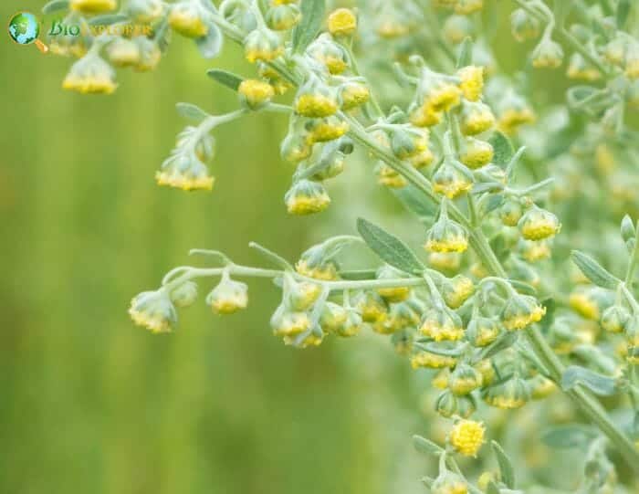 Artemisia Flowers