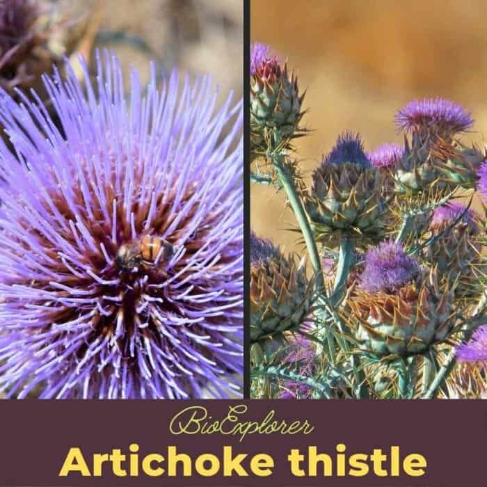 Artichoke Thistle