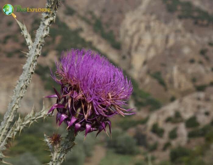 Artichoke Thistle Flower