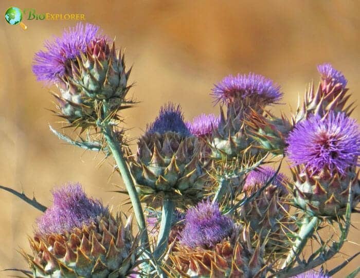 Artichoke Thistle Flowers