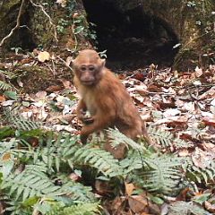 Arunachal Macaque Arunachal Macaque