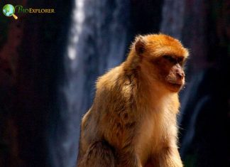 How Many Types of Monkeys Are There in the World?