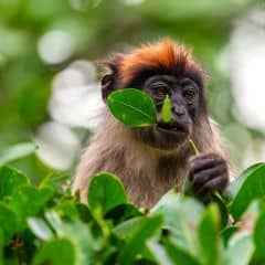 Ashy Red Colobus Ashy Red Colobus