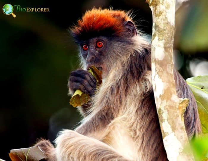 Ashy Red Colobus Ashy Red Colobus